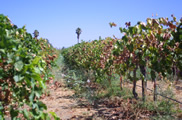 PD on red globe grape vineyard